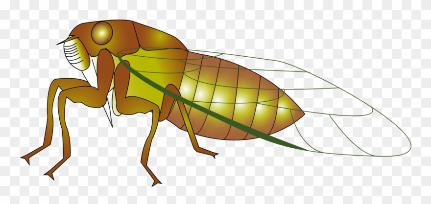Insect The Cicada Cicadidae True Bugs Drawing - Cicada Clipart - Png Download