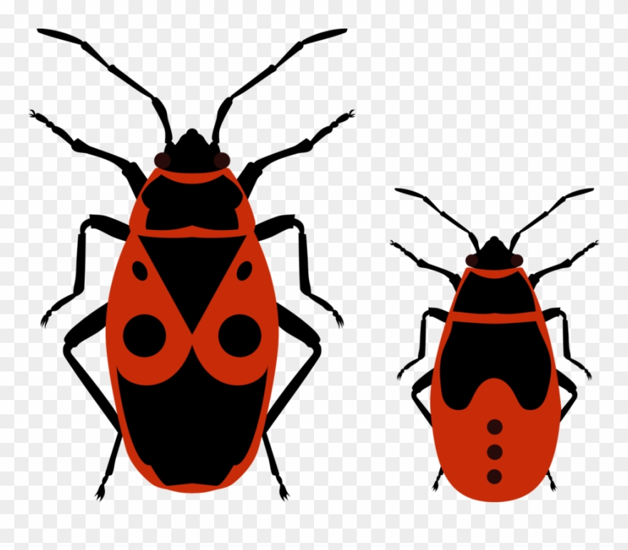 Beetle European Firebug True Bugs Drawing Nymph - Fire Bug Clipart - Png Download