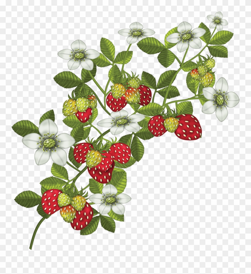 Photo By @duda-cavalcanti - Fraisier Png Clipart