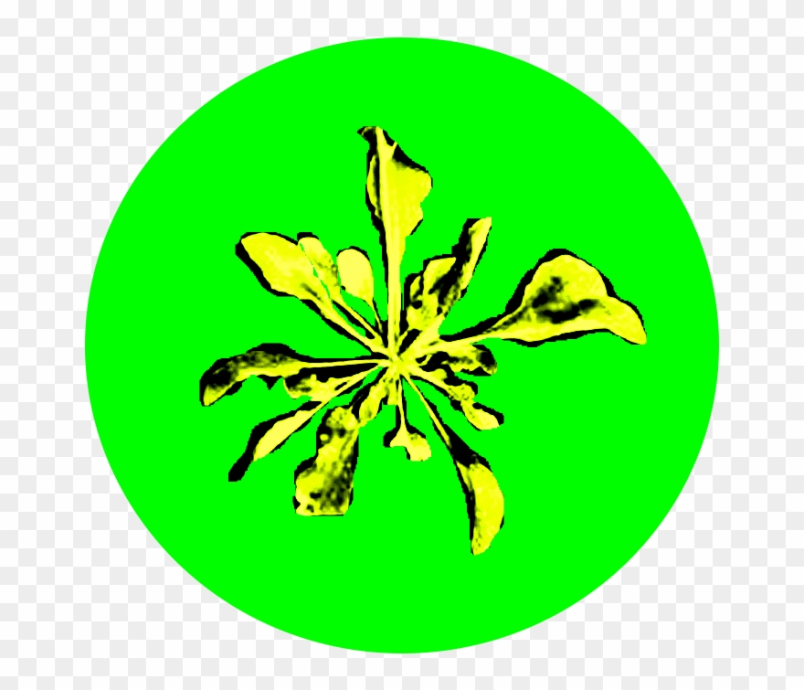 Rosette Is The Beginning Stage Of Weed Development - Rosette Clipart