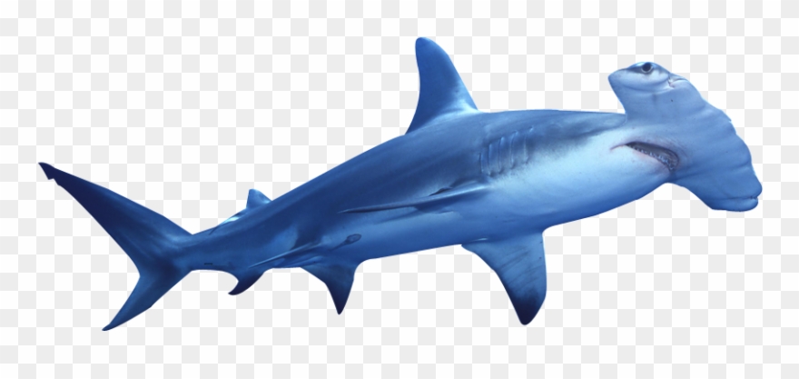 Hammerhead Great White Shark Clip Art Great White Shark - Hammerhead Shark Svg - Png Download
