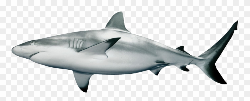 Shark Png Picture Stock - Grey Shark Clipart