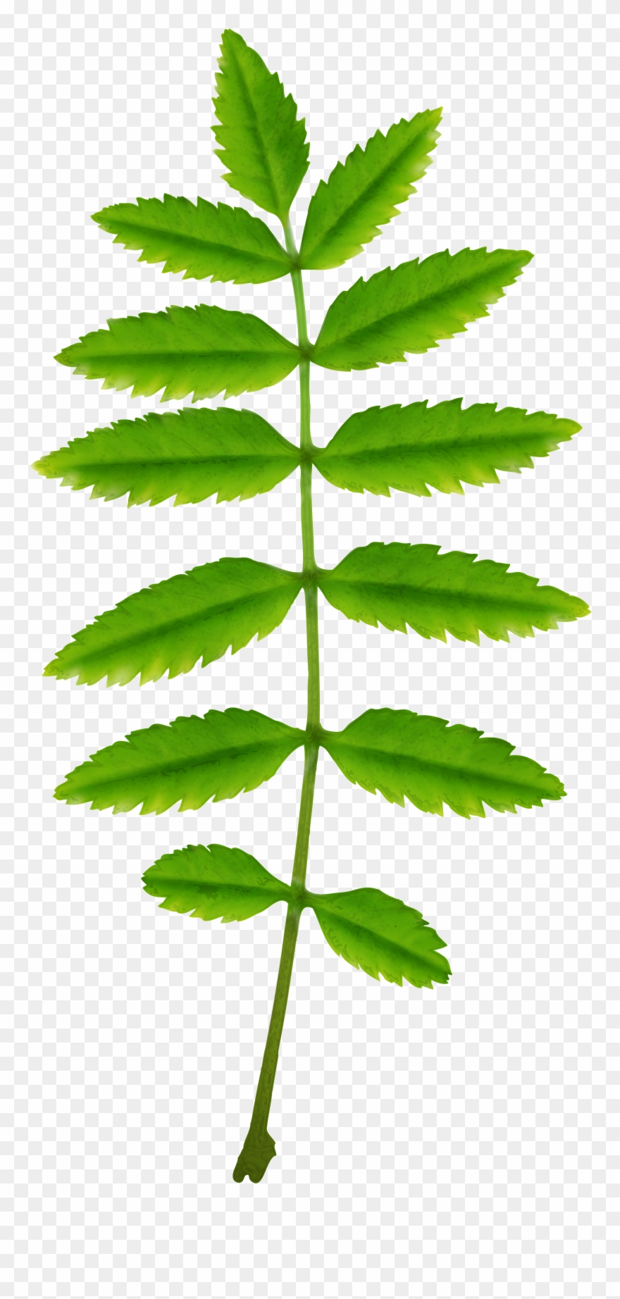 Tree Clipart