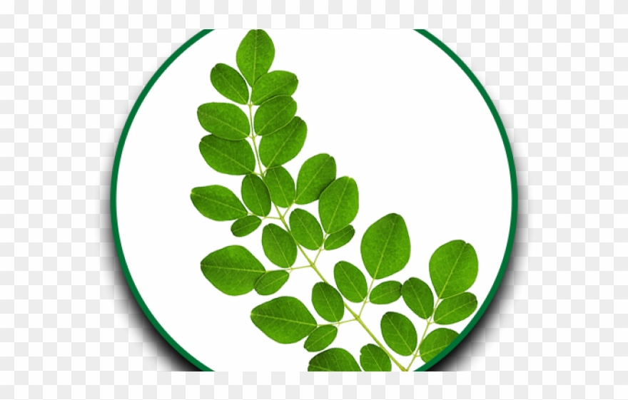 A'pieu Super Moringa Hair Oil 80ml 80ml Clipart