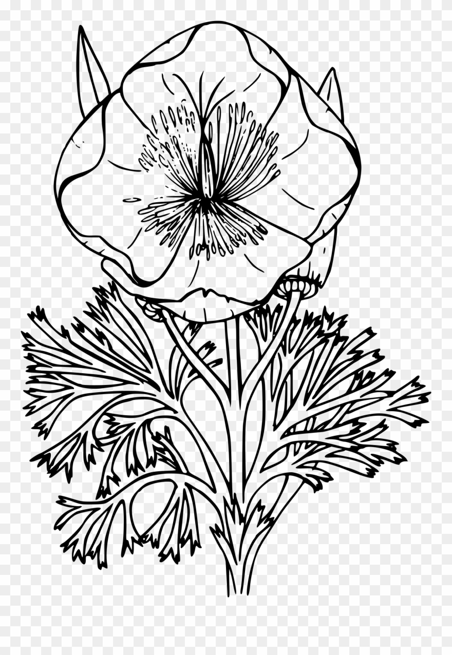Download Clip Art Freeuse Library My Picture For Classroom - Wildflower Png Black And White Transparent Png