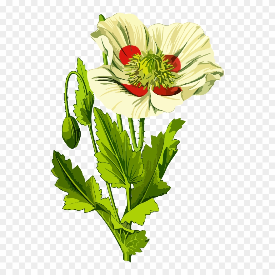 Opium Poppy Opium Wars Common Poppy - Opium Poppy Clipart - Png Download