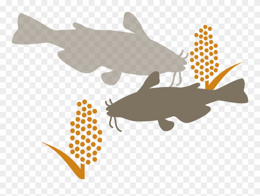 Catfish Fillets In Vietnam - Fodder Clipart