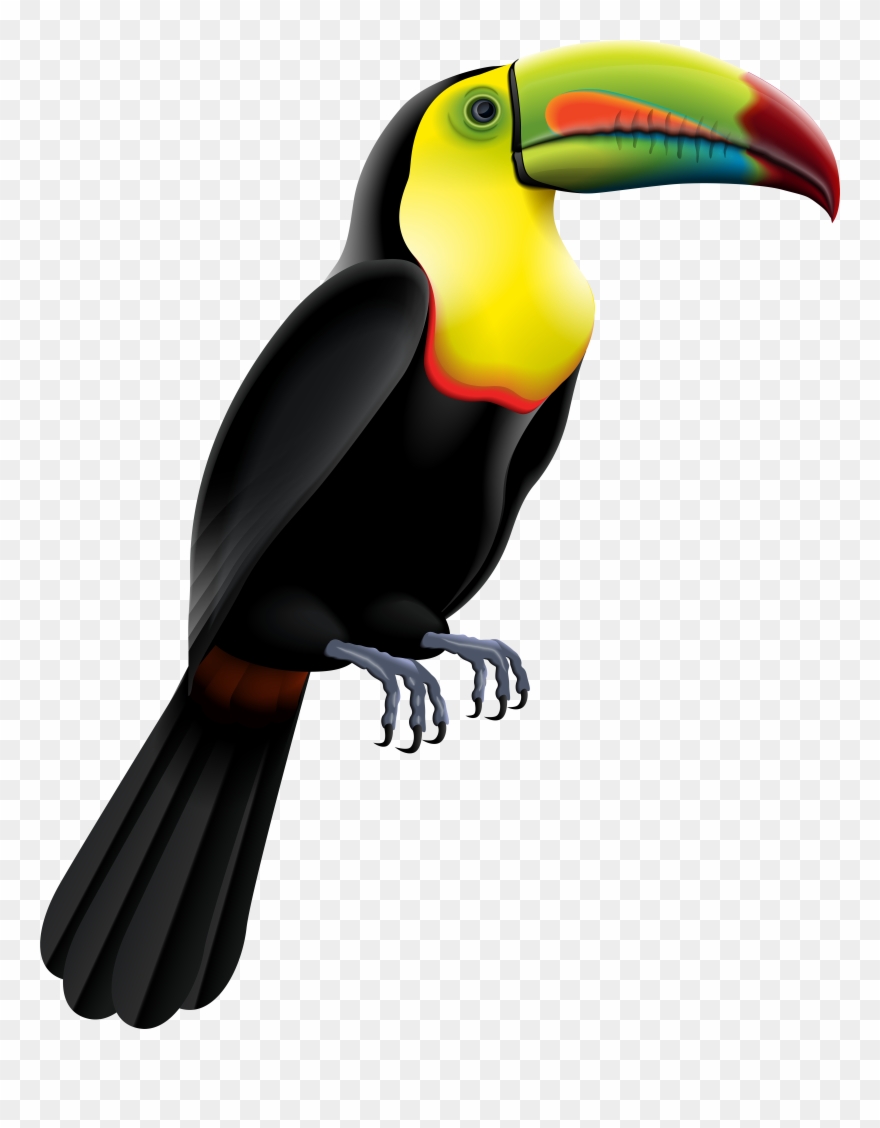Toucan Clip Art - Png Download
