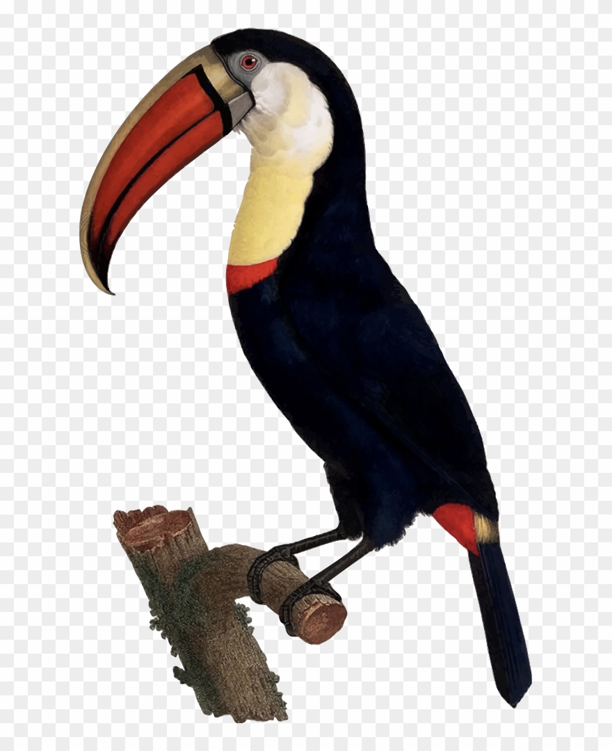 Toucan - Giclee Painting: Levaillant's Hand Coloured Engraving Clipart