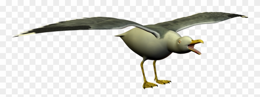 Simple Sea Gull Clip Art - Clip Art - Png Download