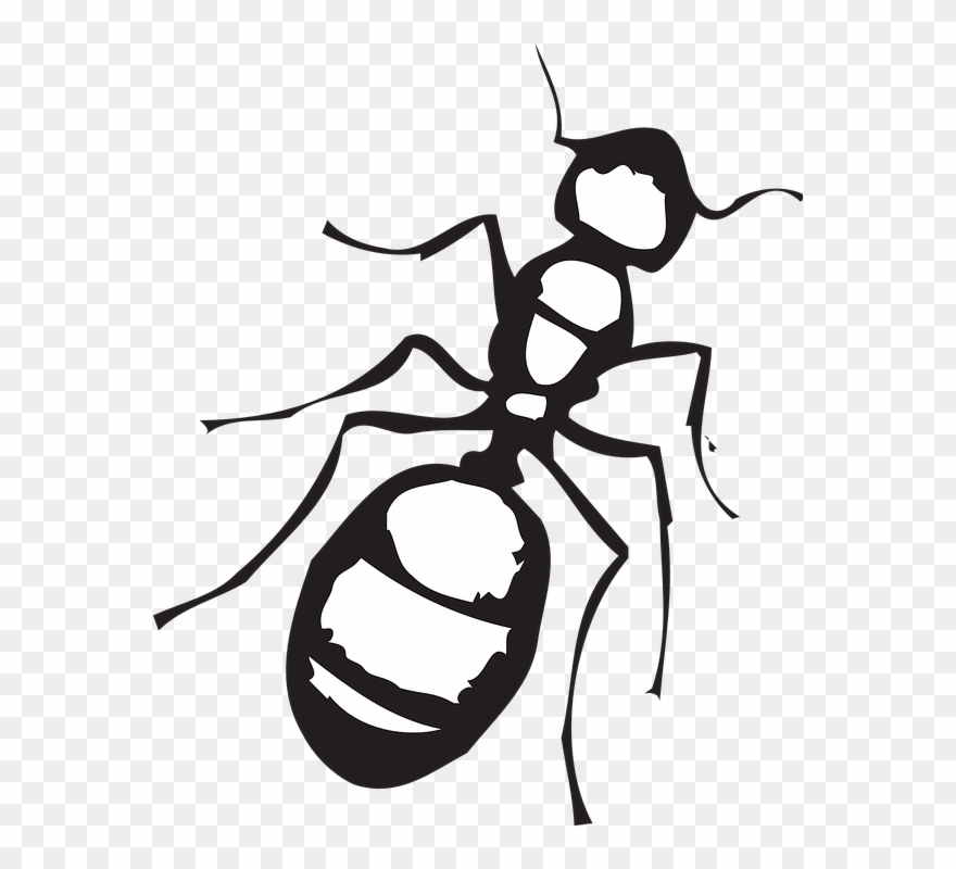 Legs Clipart Ant - Ant Clip Art Black And White - Png Download