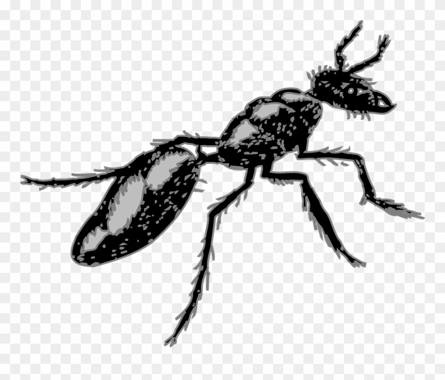 Legs Clipart Ant - Segmented Body Insect - Png Download