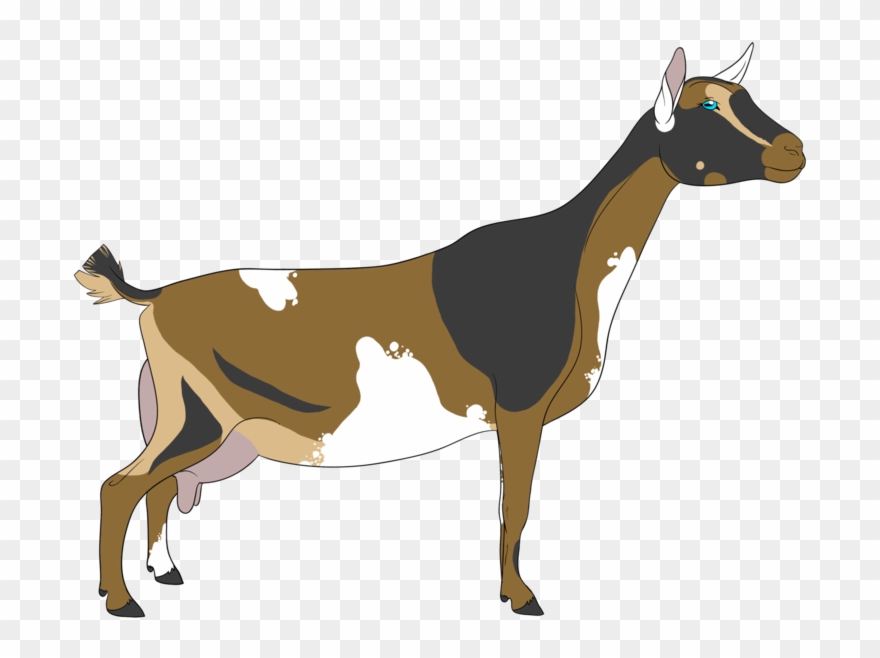 Brucellosis Free Per Usda - Goat Clipart