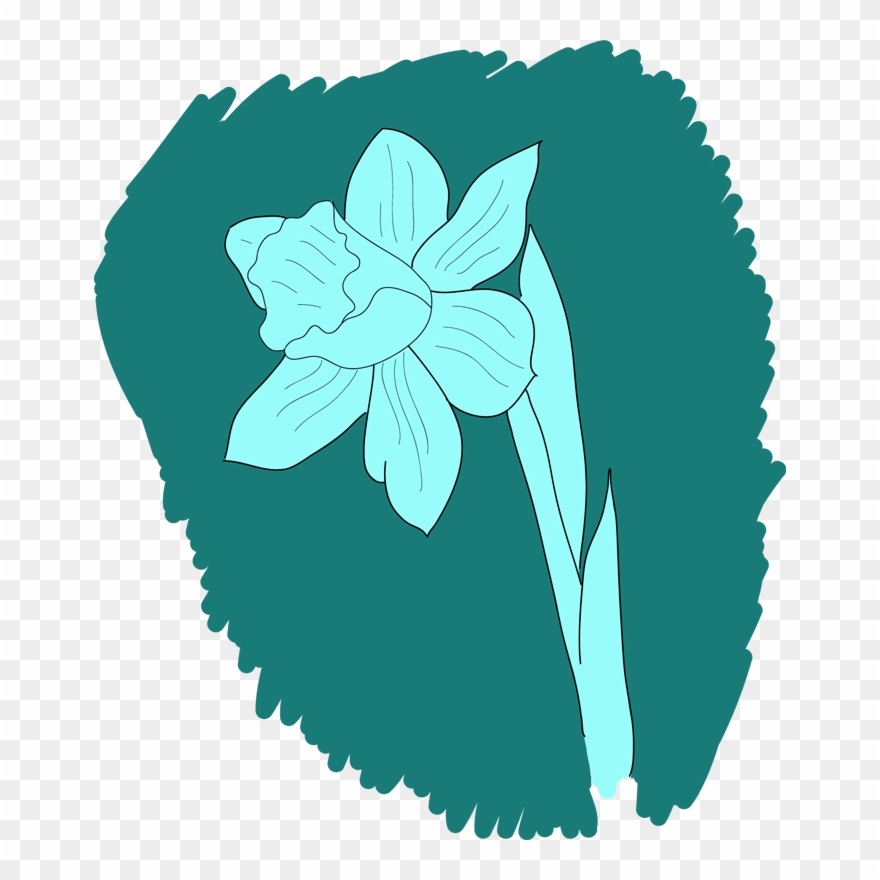 Daffodil Drawing - Drawing Clipart