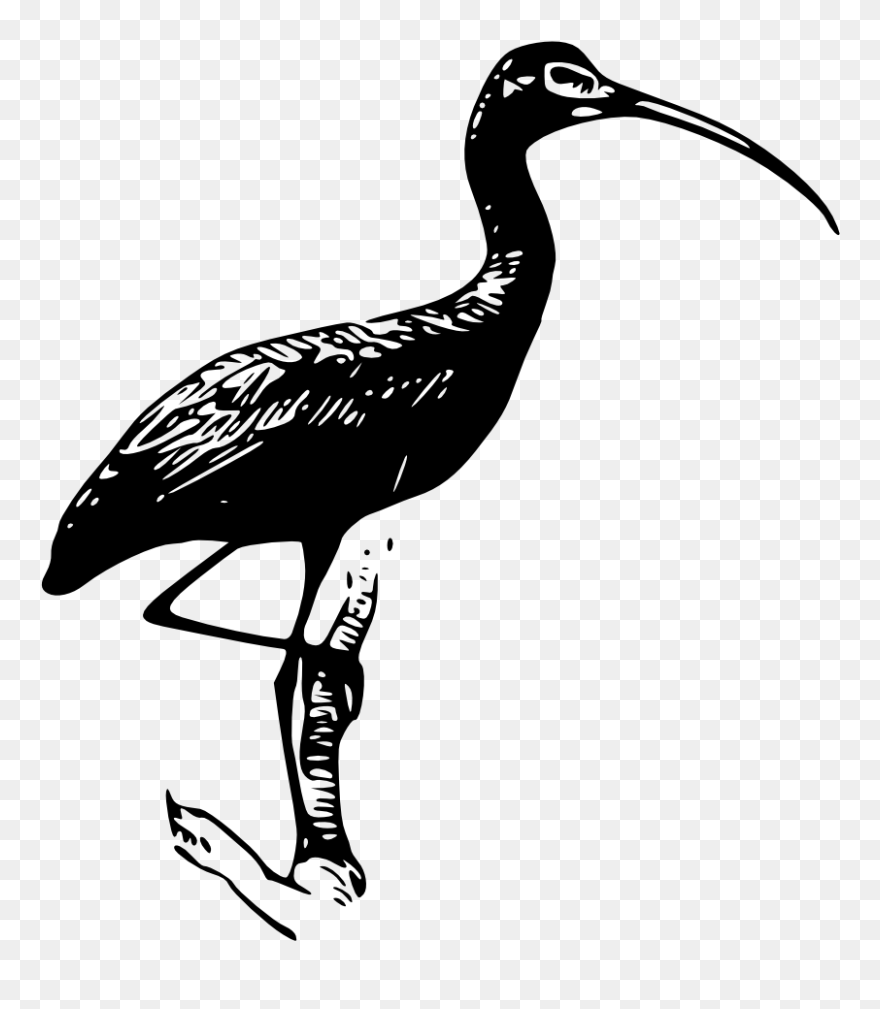 Glossy Ibis Heron Vertebrate American White Ibis - Ibis Black And White Clipart - Png Download