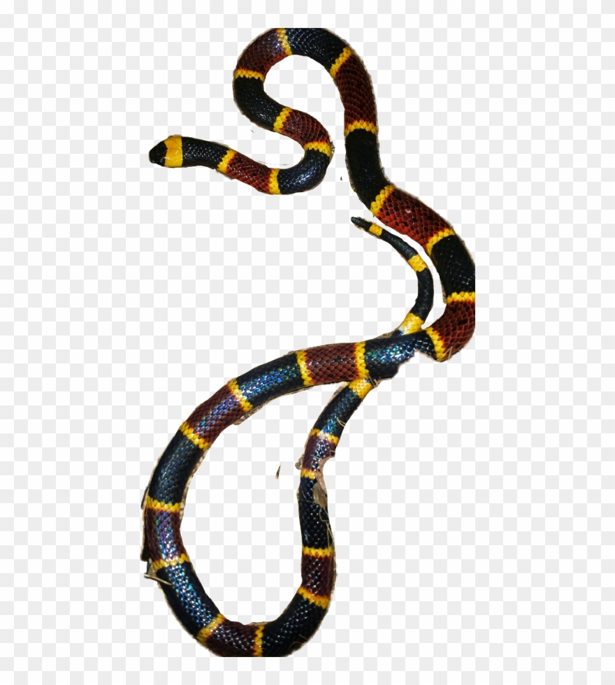 Sonoran Coral Snake Clipart
