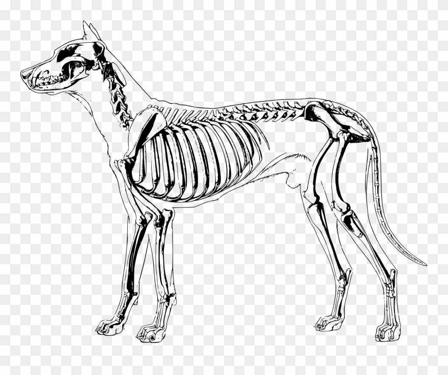 Bones Clipart Sketch Dog - Dog Skeleton Clip Art - Png Download