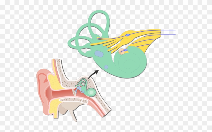 An Image Showing The Bipolar Neurons Inside Inner Ear - Vestibular Branch Clipart
