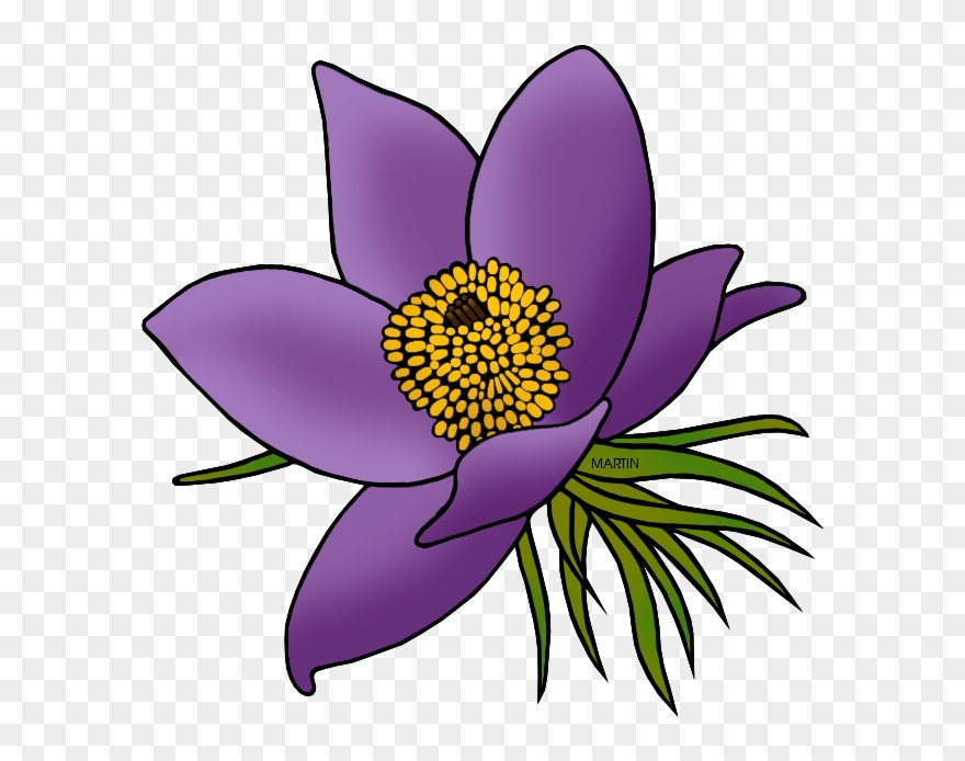 State Floral Emblem Of South Dakota - South Dakota State Flower Clipart