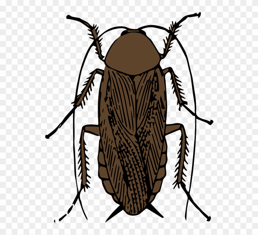 This Weeks Clay Art Theme - Cockroach Clipart