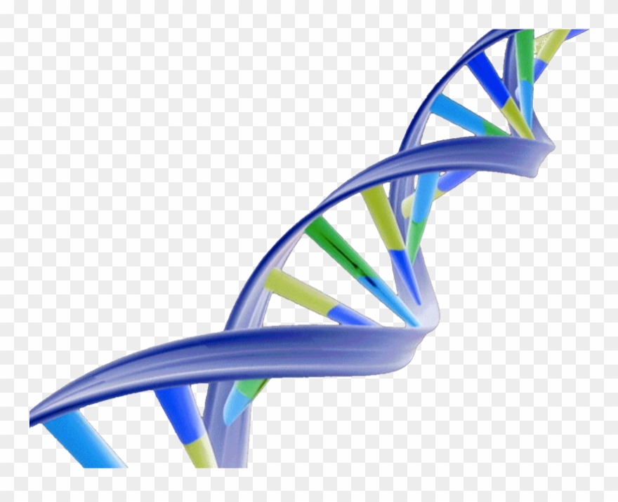 Dna Structure Clipart Transparent - Dna Double Helix Png