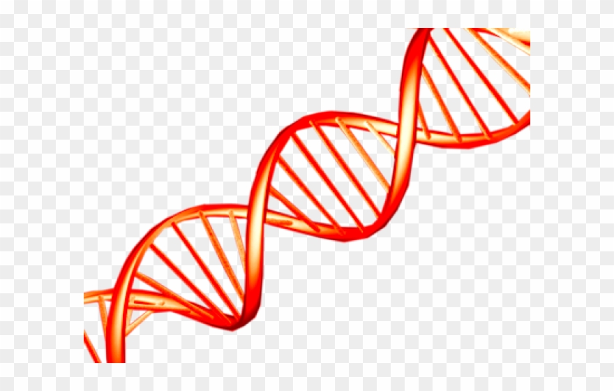 Dna Structure Clipart Clipart Transparent Background - Red Dna Png