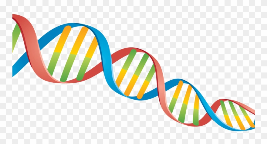 Dna Png Transparent - Dna Png Clipart