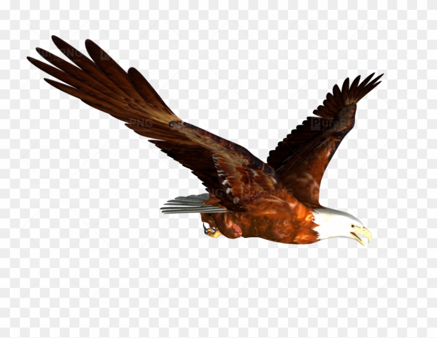 Download Flying Eagle Png Clipart Bald Eagle Clip Art - Hass Hasib Background Stock Transparent Png