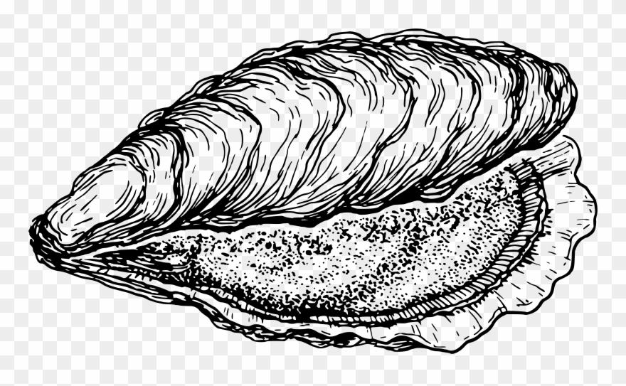 Big Image - Clipart Oyster - Png Download