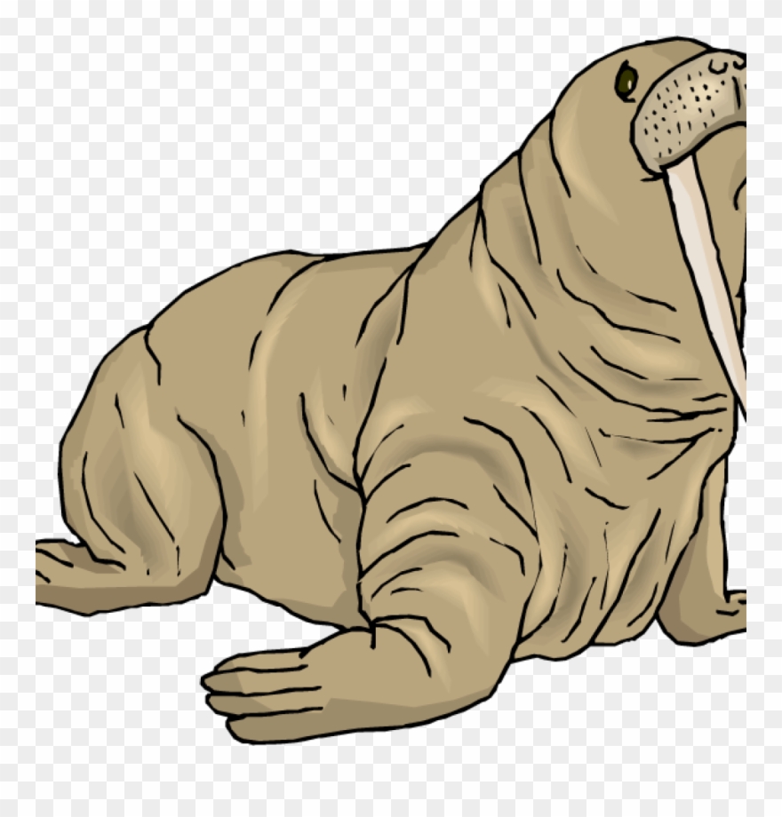 Walrus Clipart Top 78 Clip Art Free Image Classroom - Wallross Transparent - Png Download