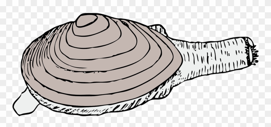 Svg Black And White Library Clam Living Shell Mollusk - Quahog Clipart - Png Download