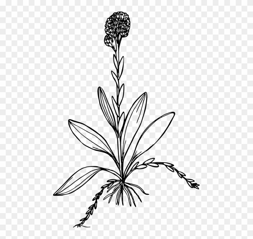 Antennaria Corymbosa Computer Icons Drawing Plants - Antennaria Corymbosa Clipart