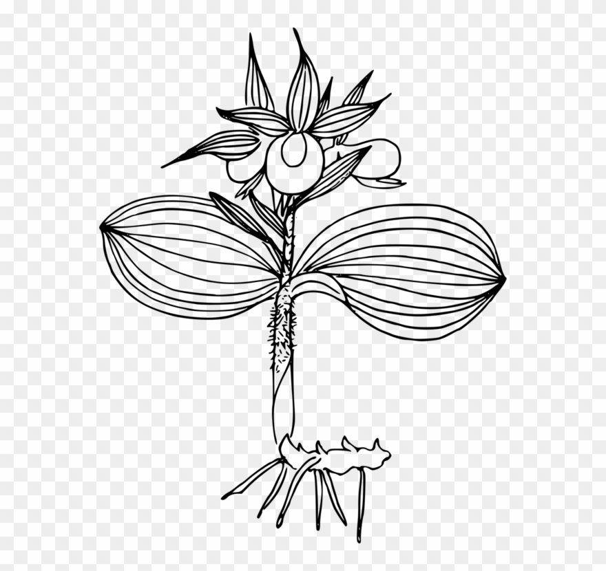 Showy Lady's Slippers Lady's-slipper Flowering Plant - Slipper Orchids Clipart