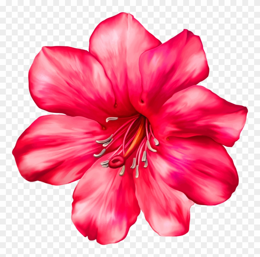 Page 29 ❤ Liked On Polyvore Featuring Flowers, Backgrounds - Png Flores Moana Clipart