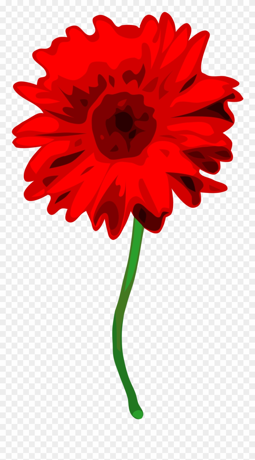 Gerbera Clipart Small - Red Carnation No Background - Png Download