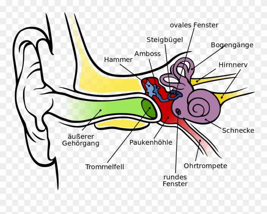 Anatomy Of The Ear Ks2 - मानव कान की संरचना Clipart