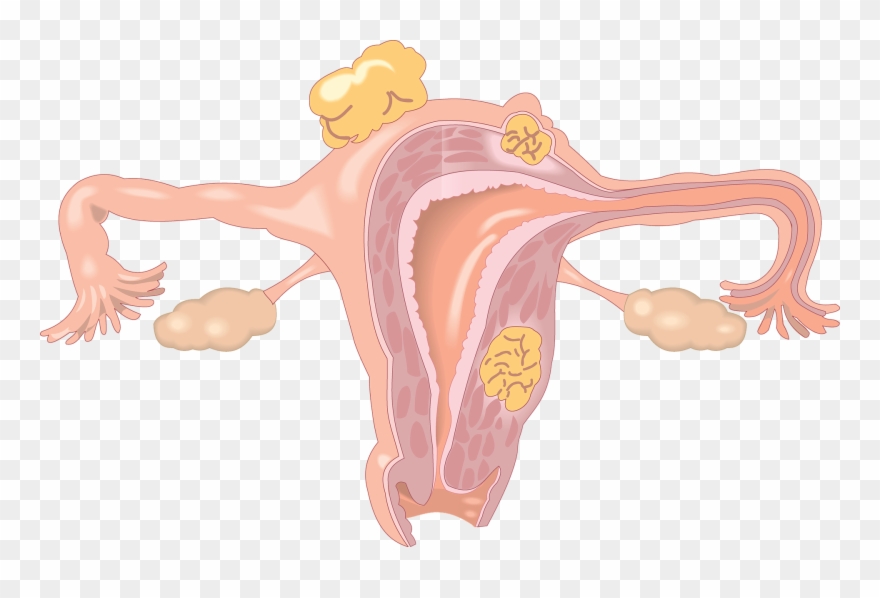 Yükle The Uterus Shape - Girls Body Parts Name With Picture Hindi Me Clipart