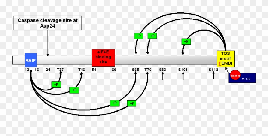 Diagram Of Dna Translation Images Gallery - 4ebp1 Phosphorylation Sites Clipart