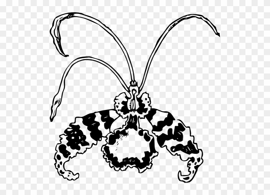 Butterfly Orchid Black White Line Art 555px - Orchid Clip Art - Png Download