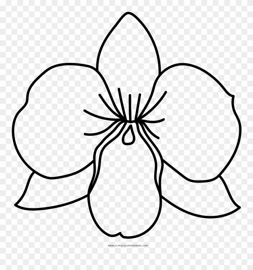 Orchid Clipart Coloring Page - Dibujo De Una Orquídea - Png Download