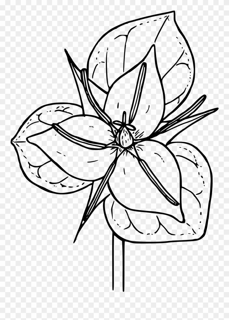 Trillium Drawing Clipart Transparent - Drawing Of White Trillium - Png Download