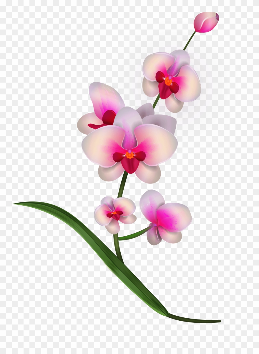 Orchid - Pink Orchids Png Clipart Transparent Png