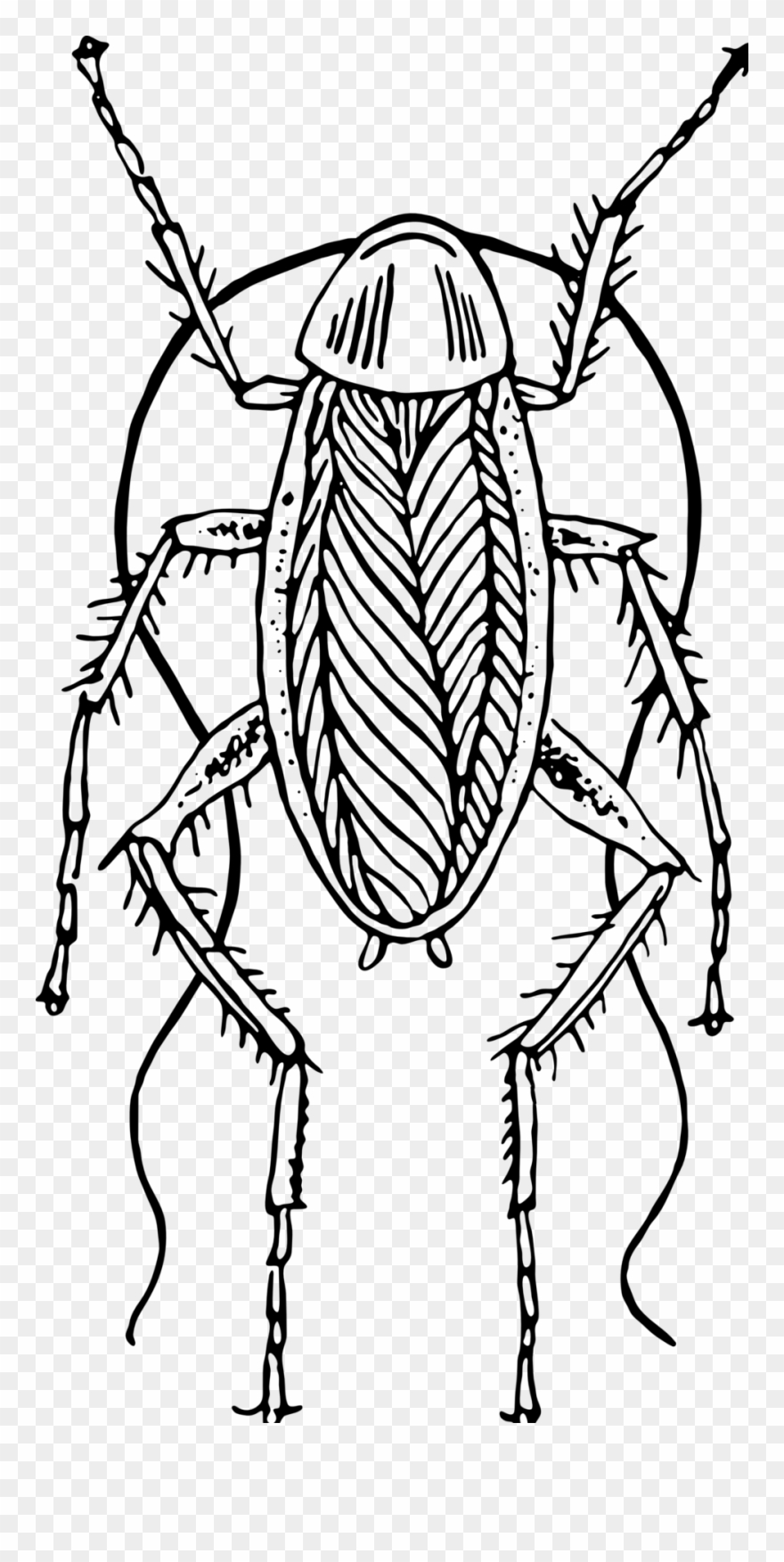 Cockroach - Black And White Clipart Of Cockroach - Png Download