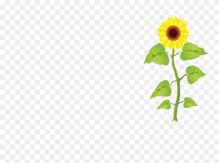 Most Sunflowers Are Remarkably Tough And Easy To Grow - Sunflower Growth Stages Clipart