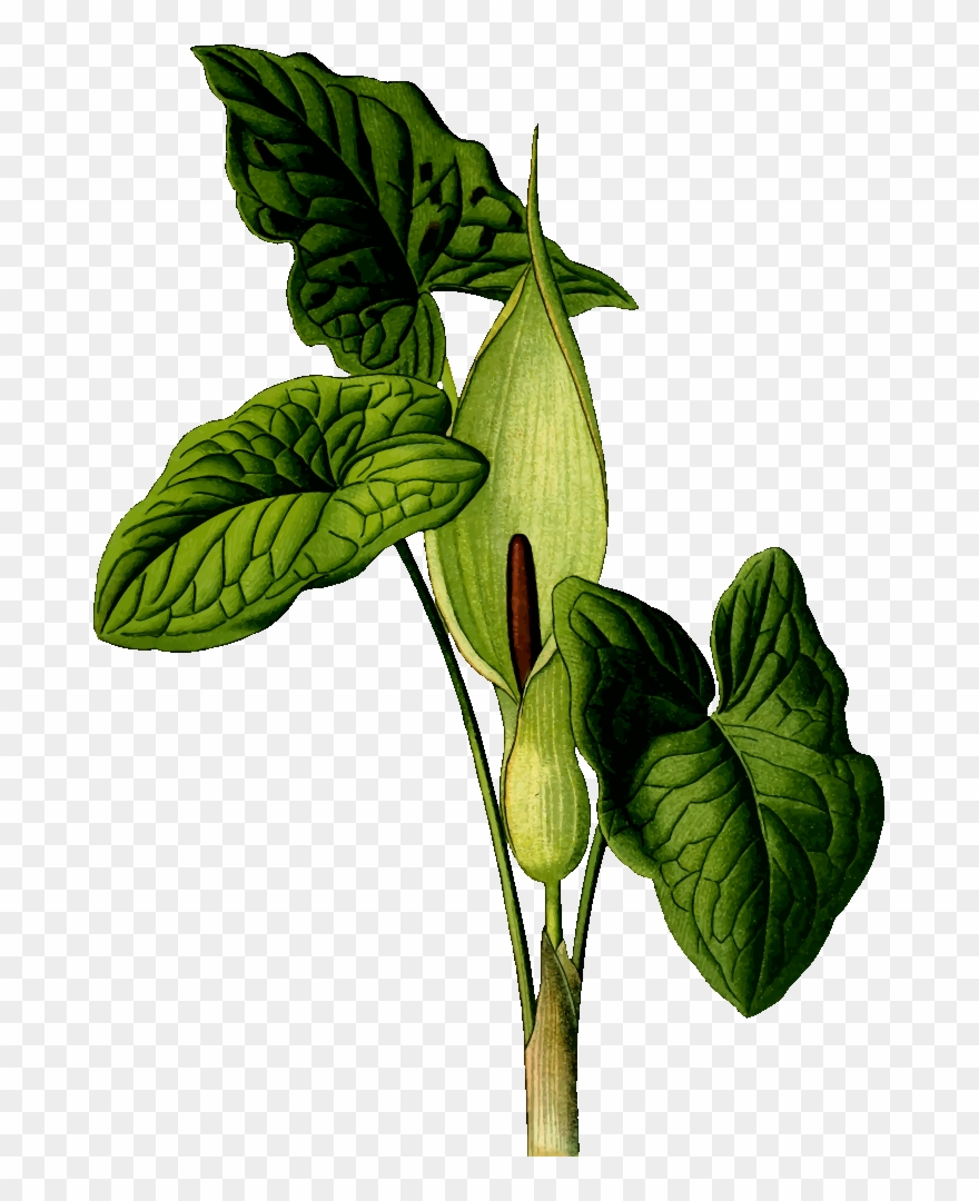 Clip Art Details - Art Print: Vision Studio's Nature's Harvest Iv, 61x46cm. - Png Download