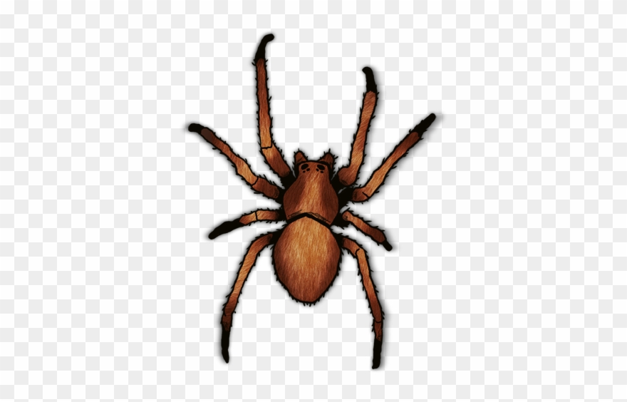 Kankuamo Marquezi Clipart