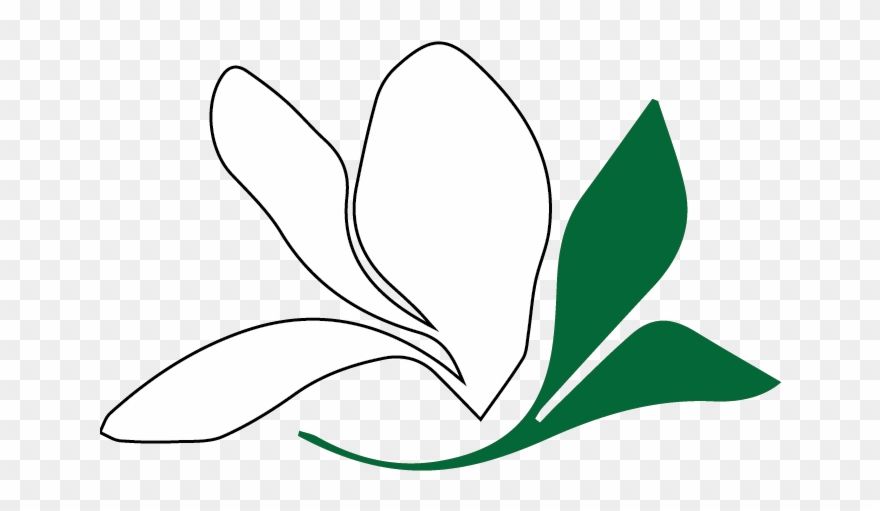 Southern Magnolia - Lexington Clipart
