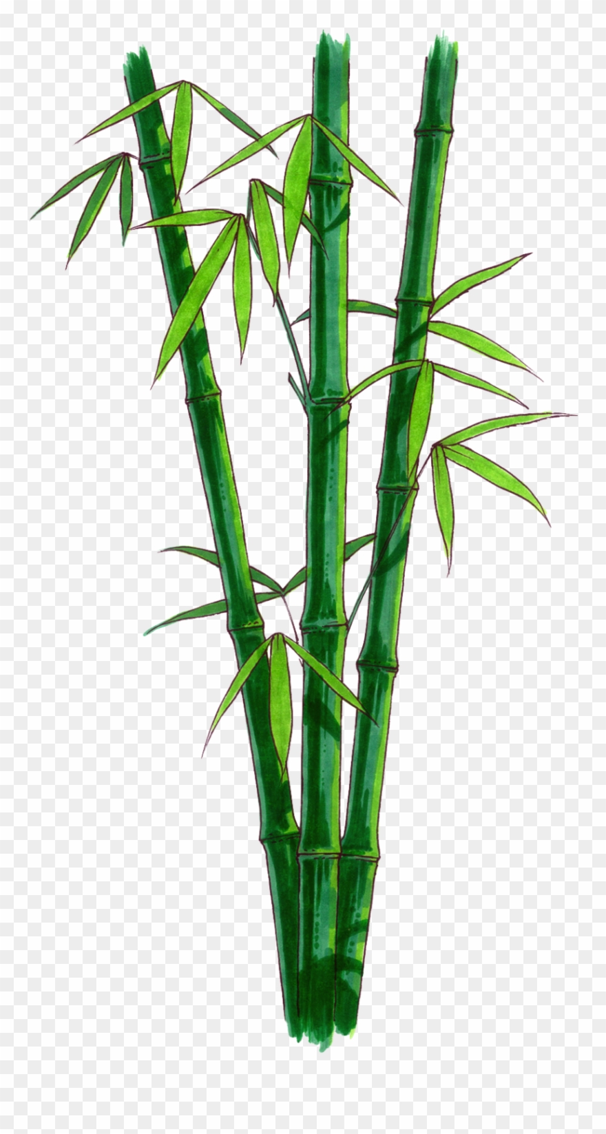 Bamboo Png Transparent Free Images Png Only Bamboo - Bamboo With No Background Clipart