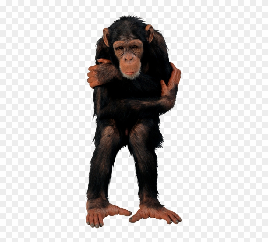 Singes - Psd Hd Clipart