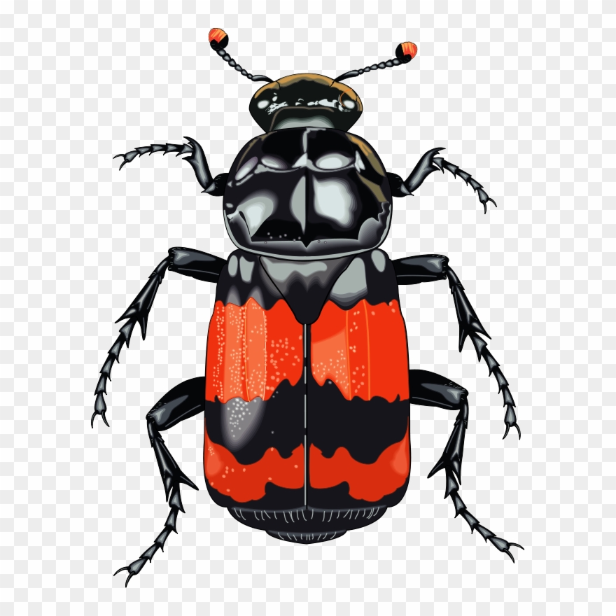 Insect 28 Free Vector - Clipart Beetle - Png Download